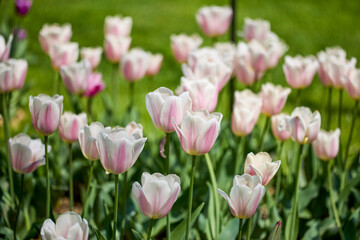 Clouse ap with different types of beautiful tulips in different colors with bokeh.