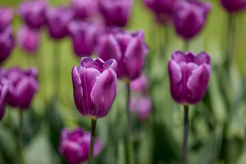 Clouse ap with different types of beautiful tulips in different colors with bokeh.