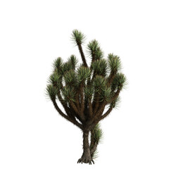 3d illustration of Yucca brevifolia tree isolated on transparent background