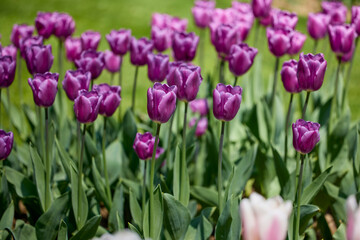 Clouse ap with different types of beautiful tulips in different colors with bokeh.