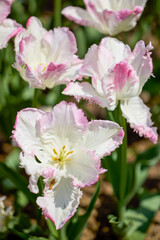 Clouse ap with different types of beautiful tulips in different colors with bokeh.