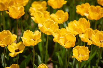 Obraz premium Clouse ap with different types of beautiful tulips in different colors with bokeh.