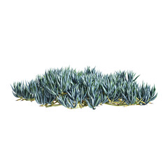 3d illustration of Senecio mandraliscae bush isolated on transparent background