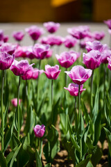 Clouse ap with different types of beautiful tulips in different colors with bokeh.