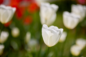 Clouse ap with different types of beautiful tulips in different colors with bokeh.