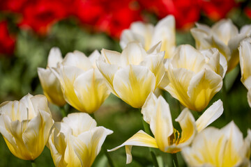 Clouse ap with different types of beautiful tulips in different colors with bokeh.