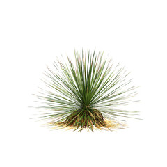 Obraz premium 3d illustration of Dasylirion texanum bush isolated on transparent background
