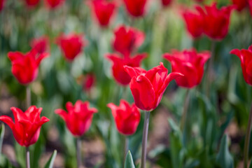 Clouse ap with different types of beautiful tulips in different colors with bokeh.