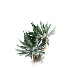 3d illustration of Agave attenuata tree isolated on transparent background