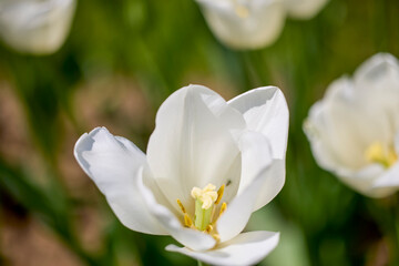 Obraz premium Clouse ap with different types of beautiful tulips in different colors with bokeh.