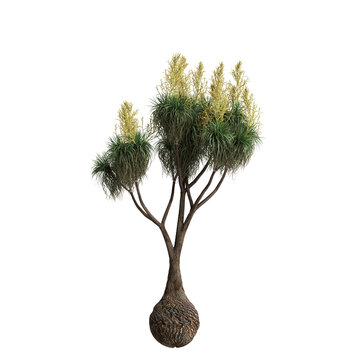 3d illustration of Beaucarnea recurvata tree isolated on transparent background