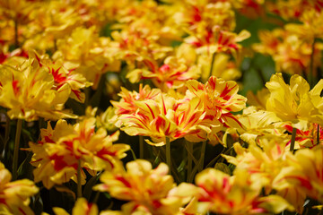 Clouse ap with different types of beautiful tulips in different colors with bokeh.