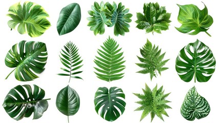 Collection of Green Leaves of Tropical Plants - obrazy, fototapety, plakaty