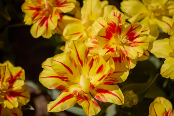 Clouse ap with different types of beautiful tulips in different colors with bokeh.