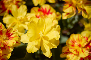 Clouse ap with different types of beautiful tulips in different colors with bokeh.