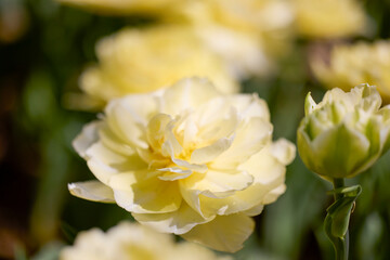 Clouse ap with different types of beautiful tulips in different colors with bokeh.