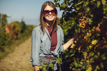 Woman Holding Bunch of Grapes in Vineyard - 785530403