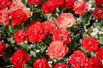 Clouse ap with different types of beautiful tulips in different colors with bokeh.