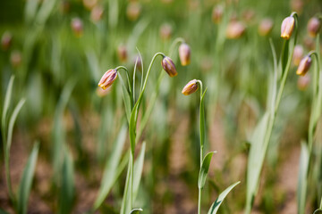 Clouse ap with different types of beautiful tulips in different colors with bokeh.