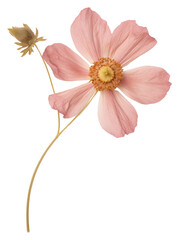 PNG Real Pressed a single pink anemone flowers petal plant inflorescence - obrazy, fototapety, plakaty
