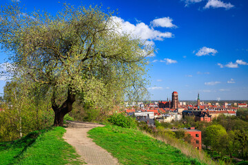 Fototapeta na wymiar Beautiful blooming tree and the Main City of Gdansk at spring, Poland