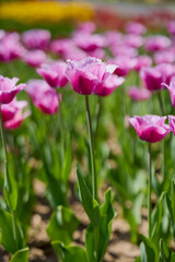 Obraz premium Clouse ap with different types of beautiful tulips in different colors with bokeh.