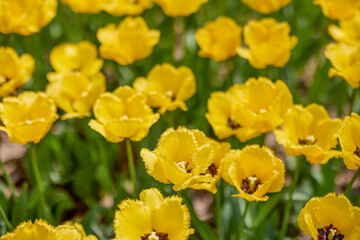 Clouse ap with different types of beautiful tulips in different colors with bokeh.