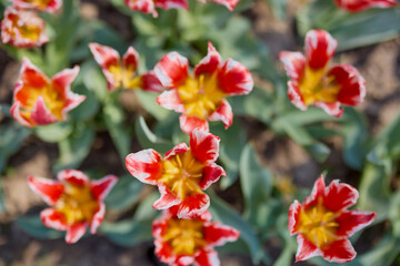 Clouse ap with different types of beautiful tulips in different colors with bokeh.