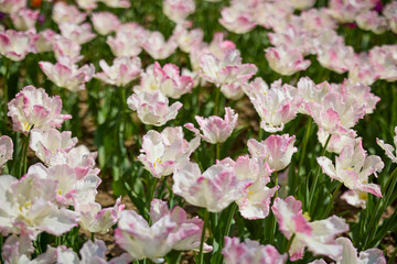 Clouse ap with different types of beautiful tulips in different colors with bokeh.