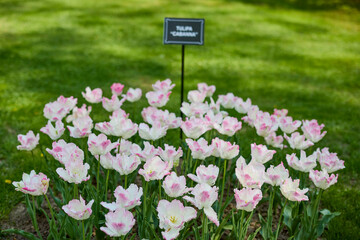 Clouse ap with different types of beautiful tulips in different colors with bokeh.