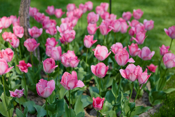 Clouse ap with different types of beautiful tulips in different colors with bokeh.