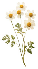 PNG Real pressed a single minimal Feverfew flower herbs plant