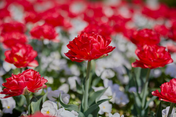Fototapeta premium Clouse ap with different types of beautiful tulips in different colors with bokeh.