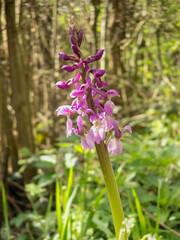 Various spring wild flowers in the English countryside