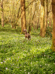 Weimaraner Dog in the woods surrounded by bluebells and trees