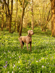 Weimaraner Dog in the woods surrounded by bluebells and trees