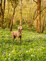 Weimaraner Dog in the woods surrounded by bluebells and trees