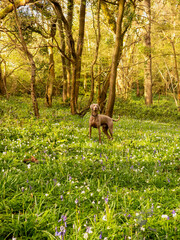 Weimaraner Dog in the woods surrounded by bluebells and trees