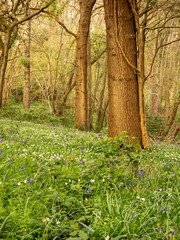 Ancient English woodland in spring with bluebells wood anemone and big old Oak trees