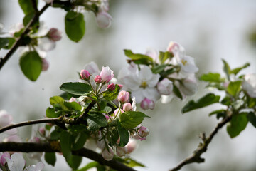 Nahaufnahme vom Apfelbaum im Frühlingsgarten vor Pfingsten im April. Farbenfrohe Blüten vor unscharfem grünem Gras.