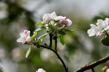 Nahaufnahme vom Apfelbaum im Frühlingsgarten vor Pfingsten im April. Farbenfrohe Blüten vor unscharfem grünem Gras.