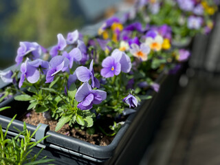 Vibrant purple spring flowers viola cornuta close up, flower bed with colorful violet pansies high...