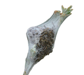 Many caterpillars are developing in the cocoon. Pests. Tree branch. Isolated.