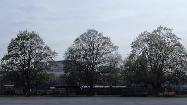 Tokyo Scene : Zelkova Trees on the Athletic Field Where the Silhouette Stands Out  |  Chofu, Tokyo, Japan