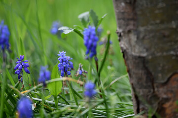 Nahaufnahme im Frühlingsgarten vor Pfingsten im April. Farbenfrohe Blüten vor unscharfem grünem Gras.