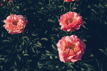 Beautiful coral red peony flowers blooming in the garden, close up. Summer natural flowery...