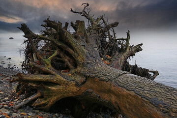 Uprooted tree trunk washed up on beach