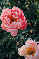 Beautiful Coral Charm peony flowers blooming in the garden, close up. Natural summer flowery background.