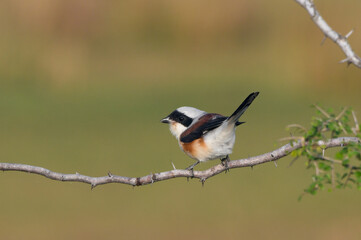 Bay backed shrike