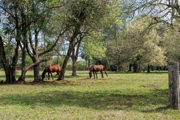 Three horses in the pasture